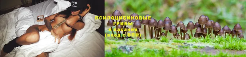 Галлюциногенные грибы Cubensis  Александров 